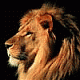 Аватар для sar_Lion