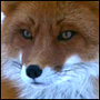 Аватар для artyfox